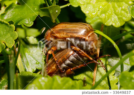 Common Cockchafer (Melolontha melolontha) 33649837