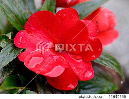 Red New Guinea impatiens flowers in pots Red New Guinea impatiens flowers in pots 33649866