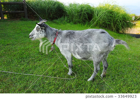 goat goat 33649923
