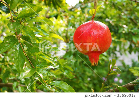 石榴 石榴 33650012