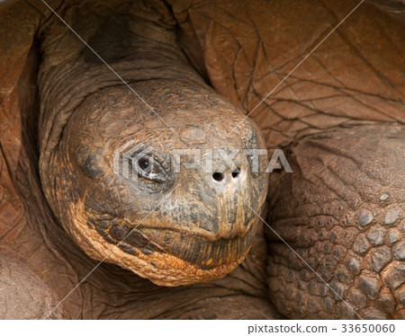 Galapagos Tortoise 33650060