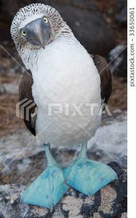 Blue-footed Boobies 33650061