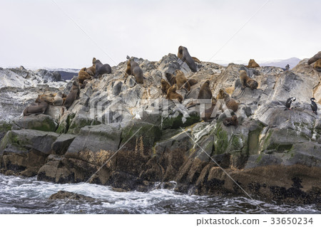 Beagle Channel Wildlife Beagle Channel Wildlife 33650234