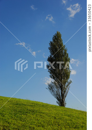 在山頂的一棵樹 33650423