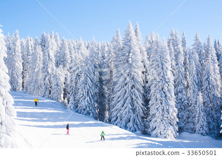 panorama of slope at ski resort Kopaonik, Serbia, panorama of slope at ski resort Kopaonik, Serbia, 33650501