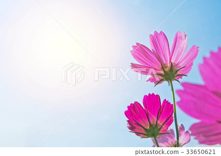 Pink cosmos flower under sunlight and blue sky Pink cosmos flower under sunlight and blue sky 33650621