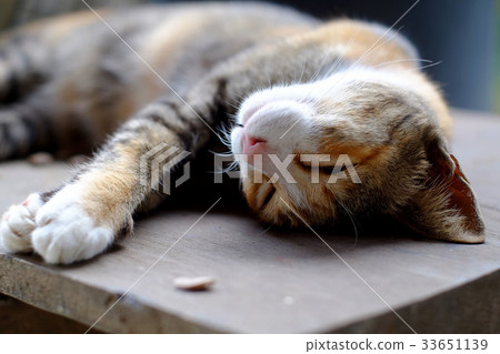 Cat lying on back 33651139