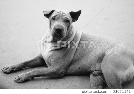 Lonely dog Lonely dog 33651141