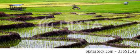 Terraced rice field Terraced rice field 33651142
