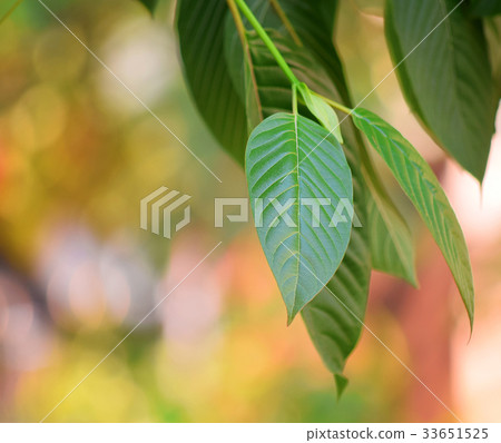 mitragyna speciosa korth (kratom) mitragyna speciosa korth (kratom) 33651525