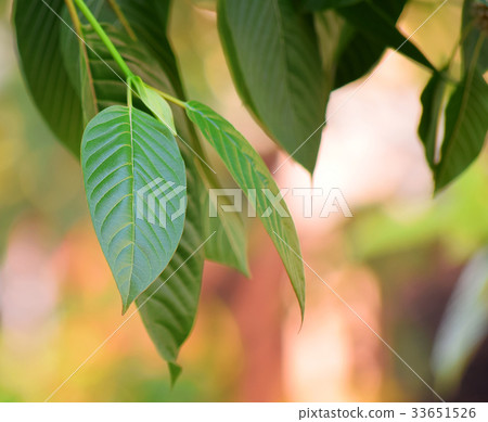 mitragyna speciosa korth (kratom) mitragyna speciosa korth (kratom) 33651526
