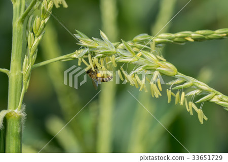 Close up of corn flowers with Small Bee in field. 33651729