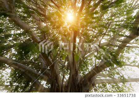 Large Bodhi tree . Large Bodhi tree . 33651738