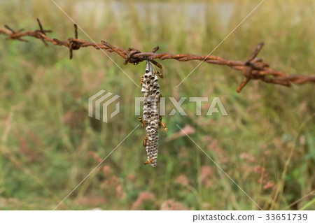 Common Paper Wasp. Common Paper Wasp. 33651739