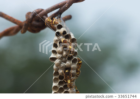 Common Paper Wasp. Common Paper Wasp. 33651744