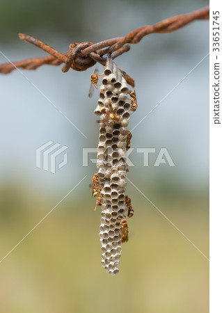 Common Paper Wasp. 33651745