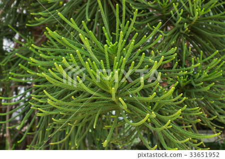 Macro the leaves of Norfolk Island Pine. Macro the leaves of Norfolk Island Pine. 33651952