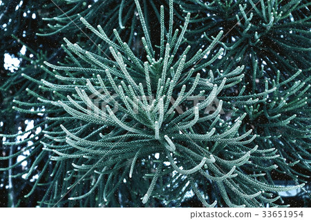 Macro the leaves of Norfolk Island Pine. Macro the leaves of Norfolk Island Pine. 33651954