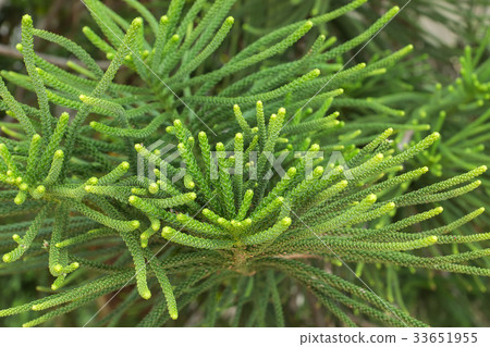 Macro the leaves of Norfolk Island Pine. Macro the leaves of Norfolk Island Pine. 33651955