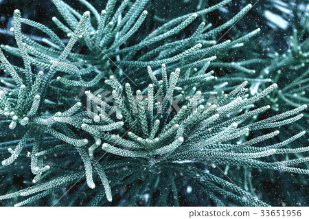 Macro the leaves of Norfolk Island Pine. Macro the leaves of Norfolk Island Pine. 33651956