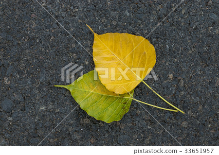 Bodhi leaves on the road. Bodhi leaves on the road. 33651957