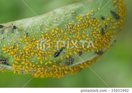 Yellow Aphid Infestation on tree. 33651992
