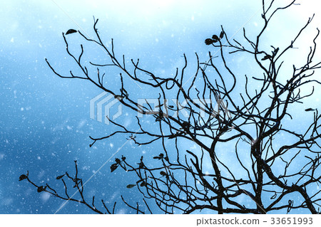 Silhouettes of branch in the winter. 33651993