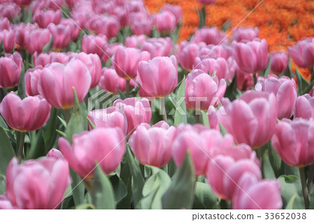 Spring flowers daffodils and tulips Spring flowers daffodils and tulips 33652038