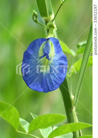 Butterfly pea flower in garden. Butterfly pea flower in garden. 33652197