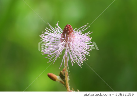 Close up of Sensitive plant or mimosa pudica plant Close up of Sensitive plant or mimosa pudica plant 33652199