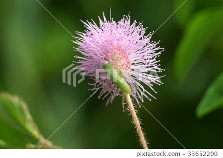 Close up of Sensitive plant or mimosa pudica plant Close up of Sensitive plant or mimosa pudica plant 33652200