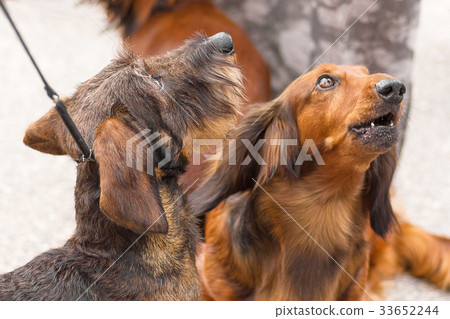 dog of terrier Close-up 33652244