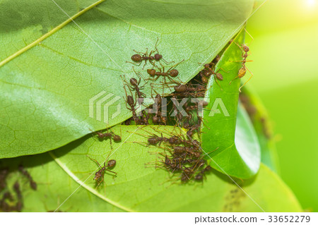 The unity of the ant nest building. The unity of the ant nest building. 33652279