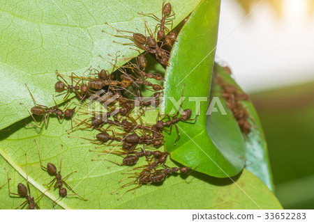 The unity of the ant nest building. The unity of the ant nest building. 33652283
