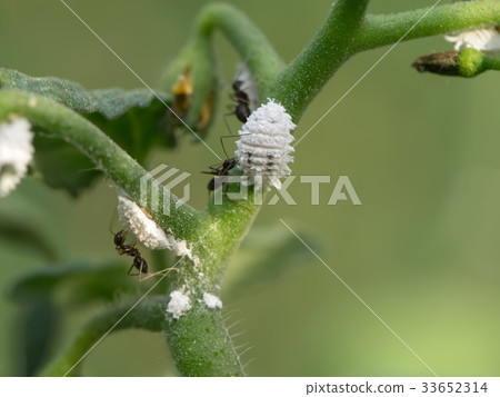 Ants and white aphids on the tomato branch. 33652314