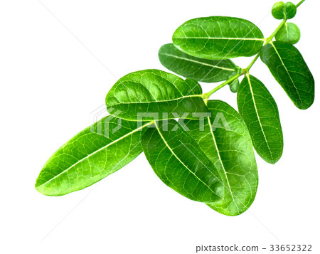 Green leaf on white background. 33652322