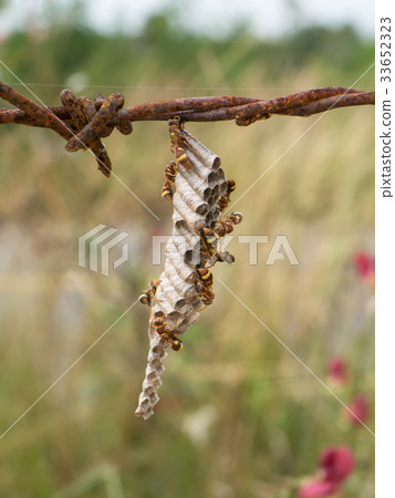 wasp's nest on old barbed wire. 33652323