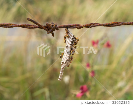 wasp's nest on old barbed wire. wasp's nest on old barbed wire. 33652325
