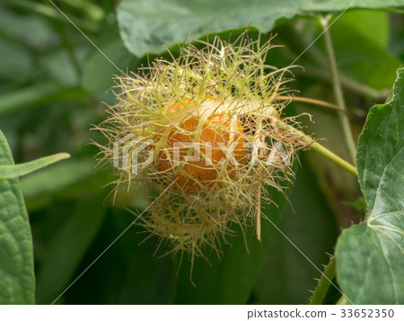 Scarletfruit passionflower, Stinking passionflower Scarletfruit passionflower, Stinking passionflower 33652350