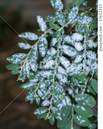 white aphids on the tree. 33652353
