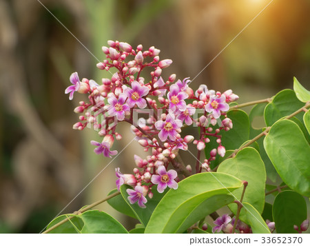 Star fruit flower. 33652370