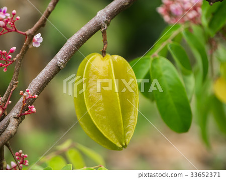 star fruit on the tree. 33652371