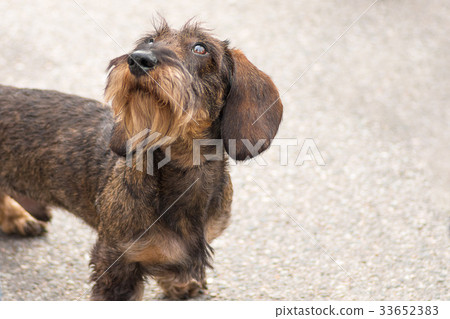 dog of terrier Close-up 33652383