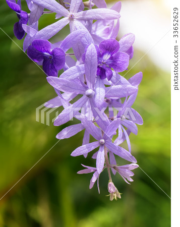 Violet flower of Petrea Flowers on tree. Violet flower of Petrea Flowers on tree. 33652629