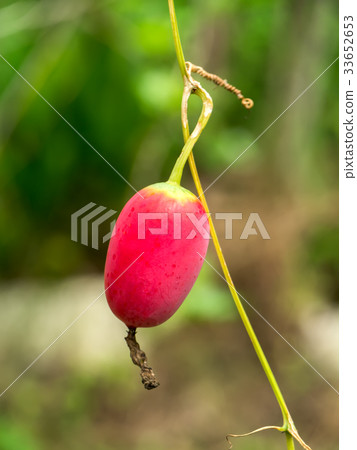 Red fruit of Ivy gourd, Coccinia grandis plant. 33652653