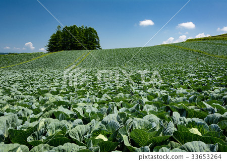 Blue sky of cabbage field Blue sky of cabbage field 33653264