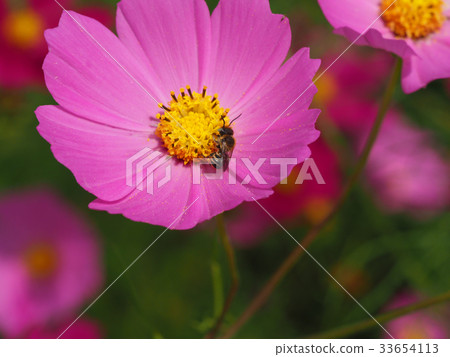 Flowers and honey bees 33654113