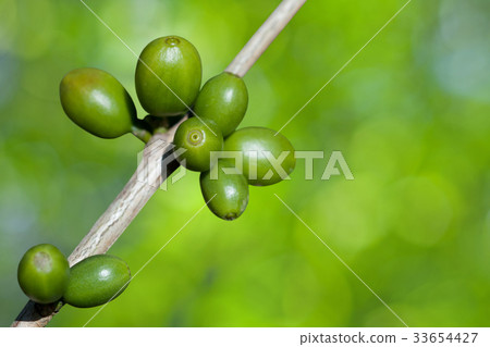 Coffee beans growing 33654427