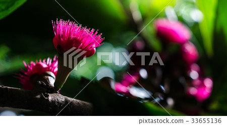 Flower of Malay apple on tree 33655136