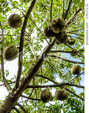 Durian on tree, Low angle view 33655138